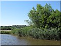 SU1329 : Riverside weeds by Stephen Craven