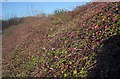 SX9066 : Purple berries, Barton Hill Way by Derek Harper