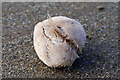 SH6113 : A sea potato on Fairbourne Beach by Phil Champion