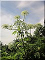 SX9066 : Giant Hogweed by Derek Harper