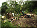 SP2965 : Manhandling cut poplar stems on the riverbank behind Mercia Way, Warwick by Robin Stott