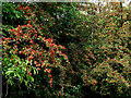 SJ9277 : Hawthorn fruit by the canal near Bollington, Cheshire by Roger  D Kidd