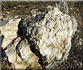 SP4919 : Fossils in Kirtlington Quarry by Des Blenkinsopp