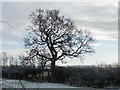 SJ4660 : Parish and field boundary, south of Chester Road by Christine Johnstone