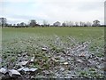 SJ4763 : Farmland north of Martin's Lane by Christine Johnstone