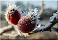 TQ2896 : Hoar Frost on Branch, Trent Park, London N14 by Christine Matthews