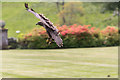 SD1096 : Falconry Display, Muncaster Castle, Cumbria by Christine Matthews