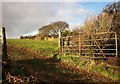 SX2068 : Field near Berry Down by Derek Harper