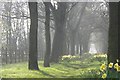 NZ2365 : Avenue of Trees and Daffodils besides Claremont Road by Andrew Tryon