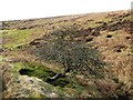 NY7362 : Hawthorn bush in the valley of the Howden Burn by Oliver Dixon