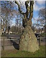 TQ2975 : Swollen-boled plane, Clapham Common by Derek Harper