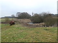 TL6003 : Pond at Norton Heath Equestrian Centre by Geographer