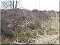 SE1850 : Red grouse at the roadside, east of Stoop Hill by Christine Johnstone