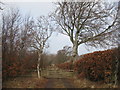 NT4663 : Lane leading to Church Wood by M J Richardson