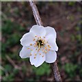 SK5034 : First blackthorn blossom by David Lally