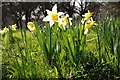 SO6831 : Wild daffodils by Philip Halling