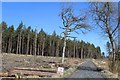  : Forest track north of Cleanhill by Leslie Barrie