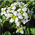 NJ8267 : Common Scurvygrass (Cochlearia officinalis) by Anne Burgess