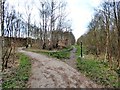 SJ9694 : View along the old track by Gerald England