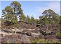 NH2023 : Scots pine trees, Coille na Fèithe Buidhe by Craig Wallace