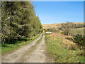 NS3086 : Plantation with rough road beside by Trevor Littlewood