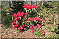 SJ6781 : Rhododendron in the Woodland Walk by Jeff Buck