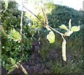 TF0820 : Catkins - Betula pendula by Bob Harvey