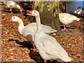 SD8303 : White Geese at Heaton Park by David Dixon