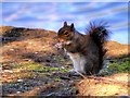 SD8303 : Grey Squirrel at the Boating Lake in Heaton Park by David Dixon