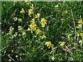 SK6823 : Cowslips on the Wolds by Alan Murray-Rust