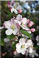 TQ7094 : Apple Blossom & Little Critter by Glyn Baker