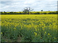 TF0610 : Rapeseed near the level crossing by Richard Humphrey