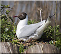 J4967 : Black-headed Gull, Castle Espie by Rossographer