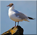 J5082 : Black-headed gull, Bangor (May 2015) by Albert Bridge