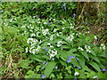 SK9830 : Allium ursinum by Bob Harvey