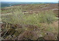 SE0907 : Group of trees in the Isle of Skye quarry site, Meltham by Humphrey Bolton