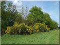 SU9961 : Broom, Bourne Meadows by Alan Hunt