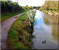 ST2936 : Mallard drake on the canal, Bridgwater by Jaggery