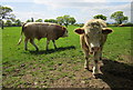 SJ4743 : Bullocks near Brunett by Jeff Buck