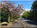 NS3977 : Vale of Leven Industrial Estate: cherry blossom by Lairich Rig