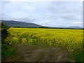 C6627 : Rapeseed field by Kenneth  Allen