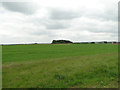  : Wheatfield near Bunker's Barn by Adrian S Pye