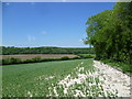 TR1946 : View from the Elham Valley Way by Marathon