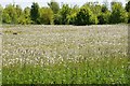 SO5356 : A field of dandelions by Philip Halling