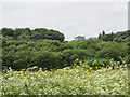 SU9971 : View towards the Air Forces Memorial by Stephen Craven