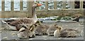 J4774 : Goose and goslings, Kiltonga, Newtownards - June 2015(1) by Albert Bridge