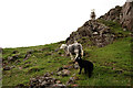 SD1798 : Sheep Beside the Byway by Peter Trimming