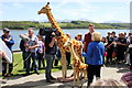 SH5269 : A pair of Giraffes at Plas Newydd by Jeff Buck