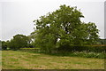 SJ8047 : Field edge near Scot Hay by Jonathan Hutchins