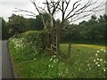 SJ8047 : Public footpath off Scot Hay Road by Jonathan Hutchins